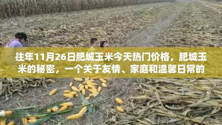 肥城玉米的秘密,友情、家庭与温馨日常的热门故事,今日价格揭秘