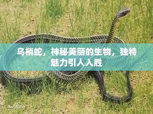 后会无期 第2页