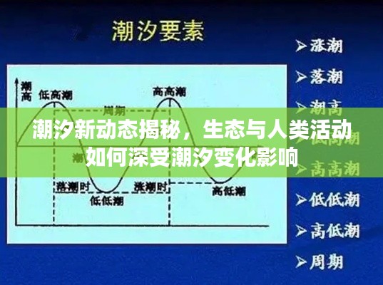 潮汐新动态揭秘，生态与人类活动如何深受潮汐变化影响