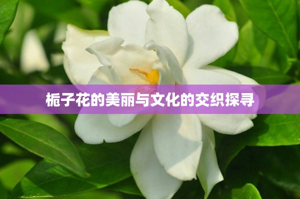 栀子花的美丽与文化的交织探寻