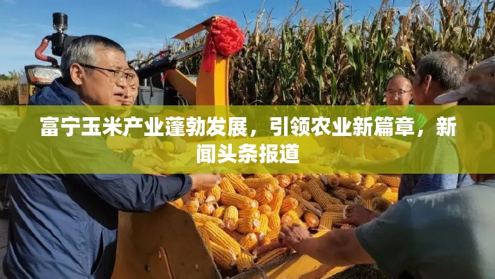 富宁玉米产业蓬勃发展，引领农业新篇章，新闻头条报道