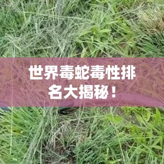 世界毒蛇毒性排名大揭秘！