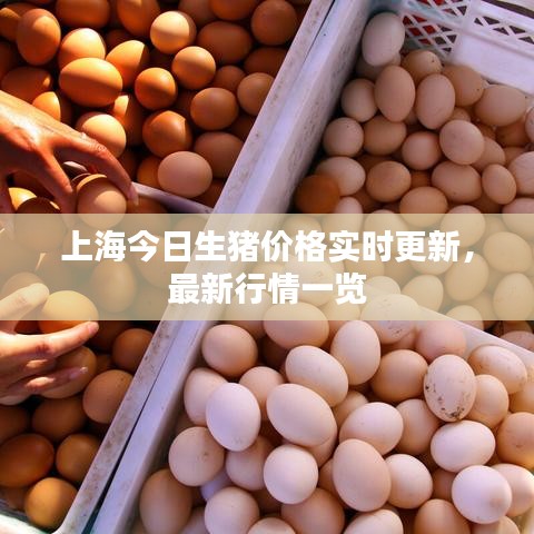 上海今日生猪价格实时更新，最新行情一览