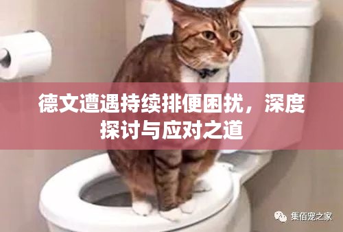德文遭遇持续排便困扰，深度探讨与应对之道
